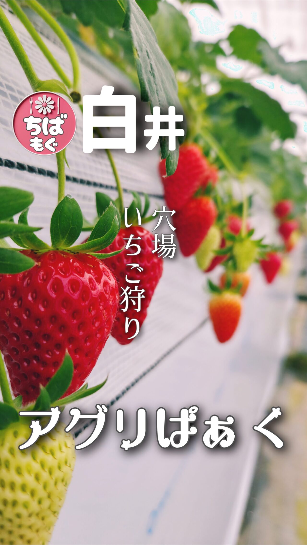 白井市　アグリぱぁくのいちご狩り